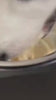 1.mp4